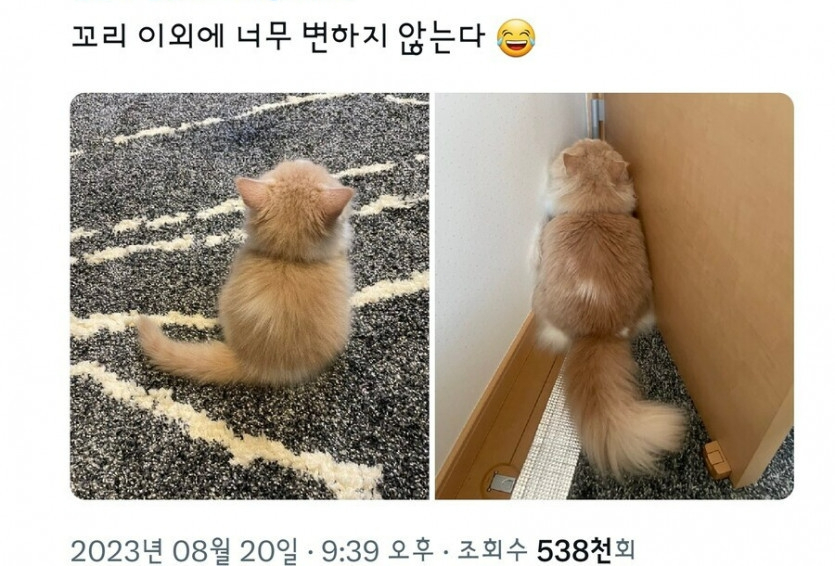 썸네일-꼬리만 성장한 고양이-이미지