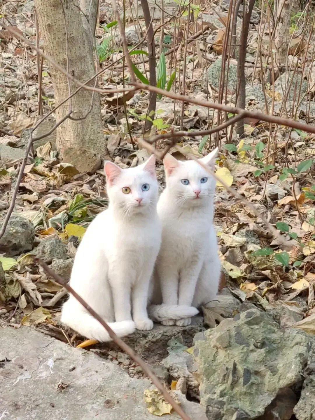 nokbeon.net-우연히 만난 쌍둥이 고양이-2번 이미지