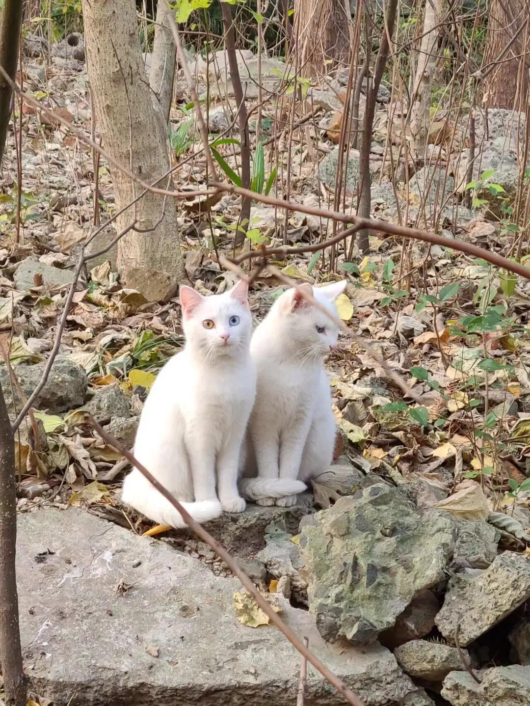 nokbeon.net-우연히 만난 쌍둥이 고양이-1번 이미지