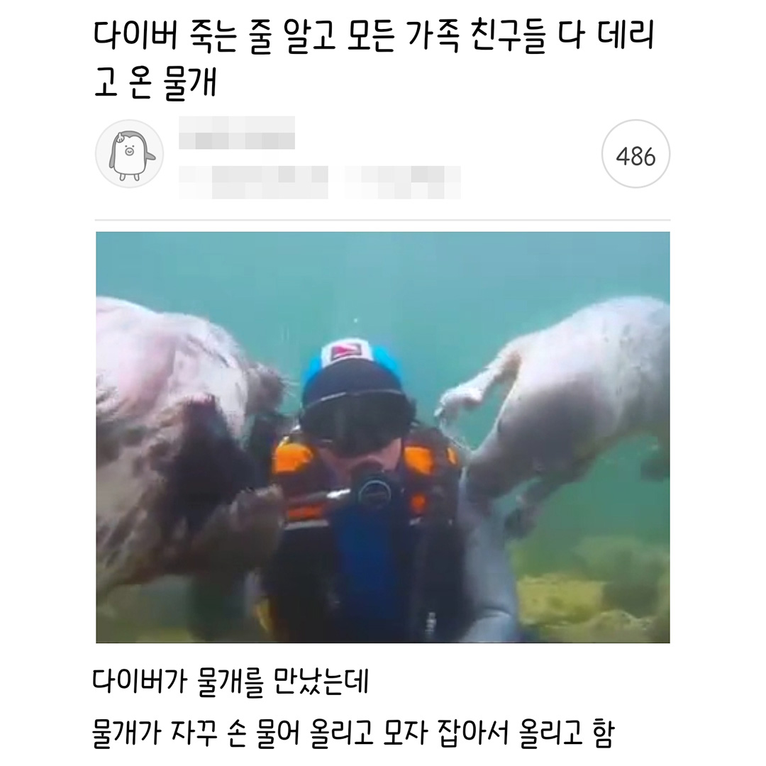 썸네일-다이버 죽는 줄 알고 모든 가족 친구들 다 데리고 온 물개-이미지