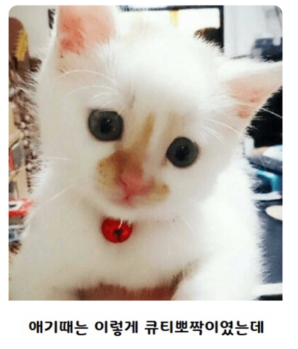 nokbeon.net-고양이 역변 레전드.jpg-1번 이미지