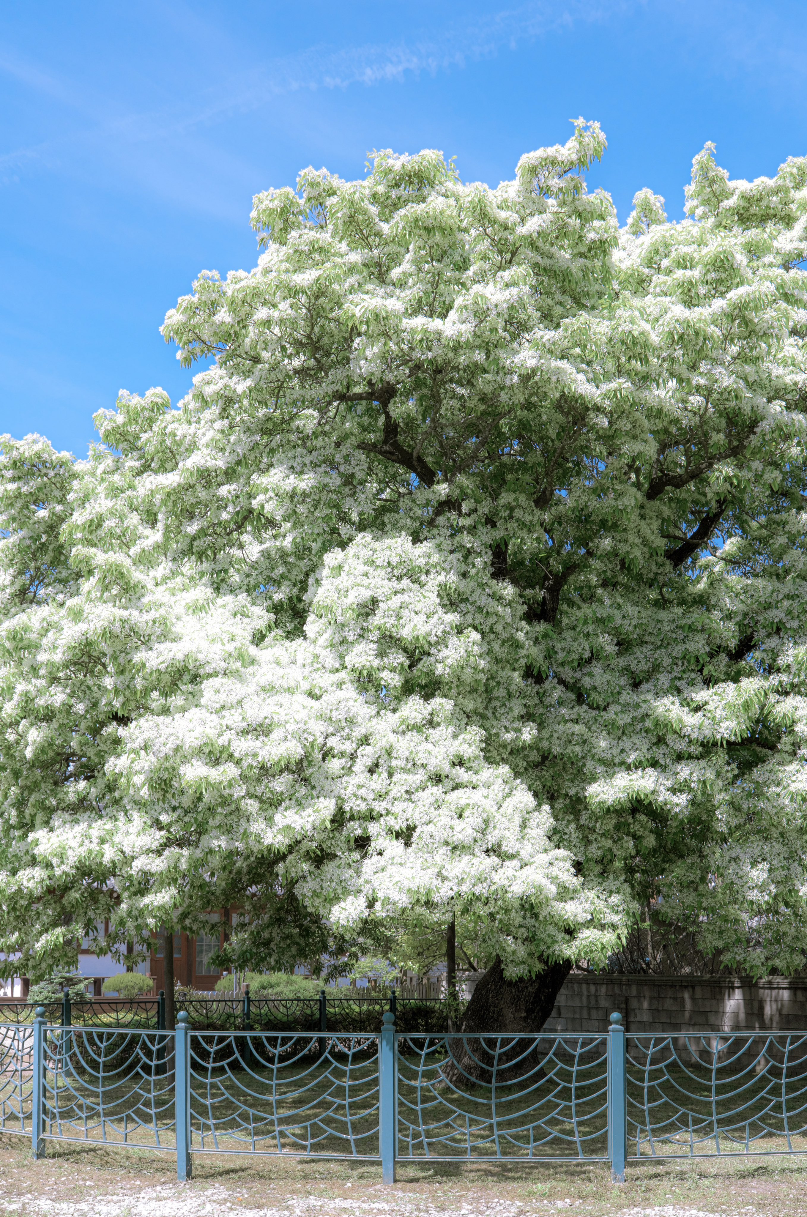 nokbeon.net-250년 된 고창 이팝나무의 화려한 만개-2번 이미지