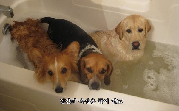 nokbeon.net-어떤 강아지의 명언-1번 이미지
