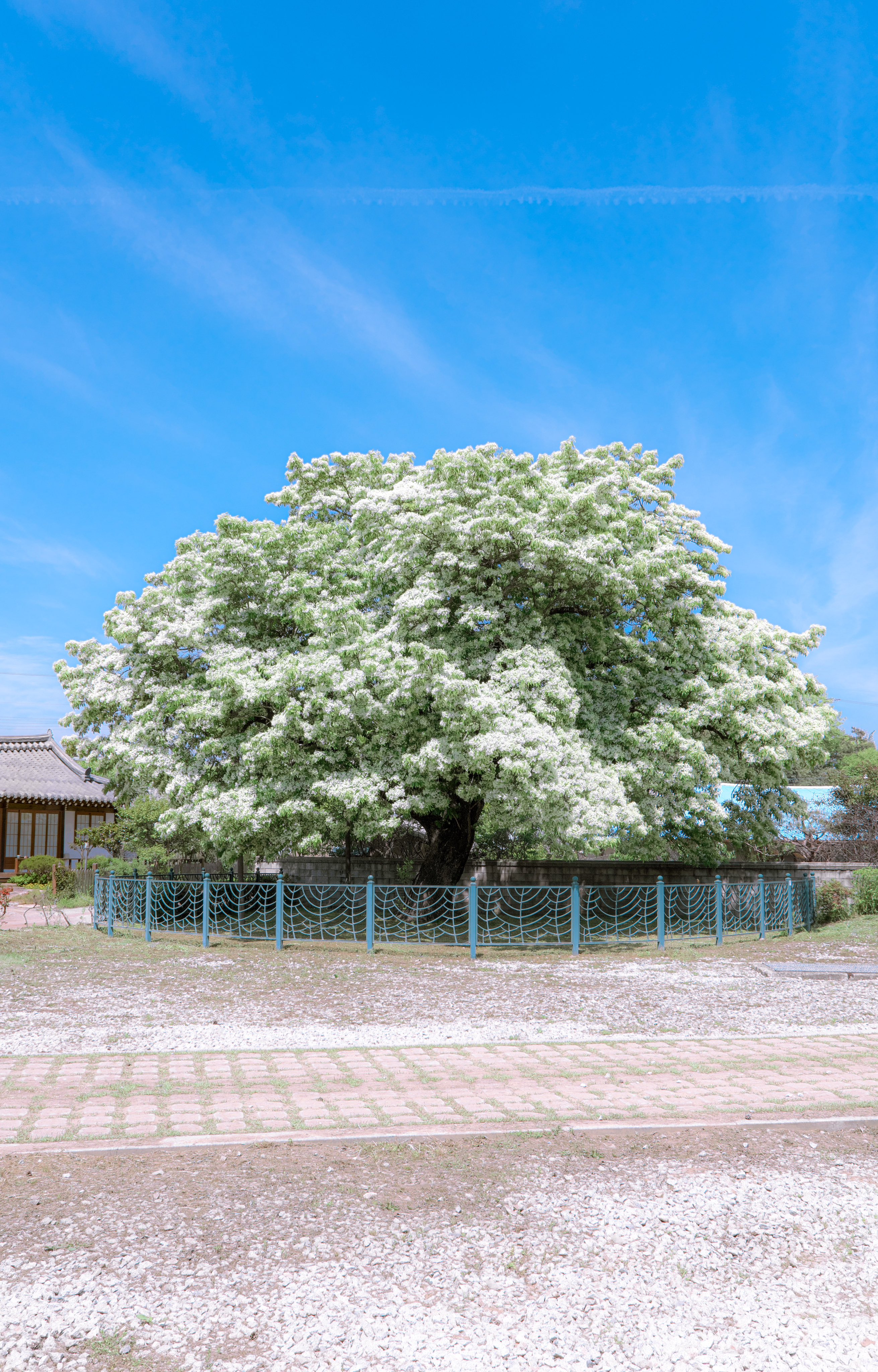 nokbeon.net-250년 된 고창 이팝나무의 화려한 만개-1번 이미지