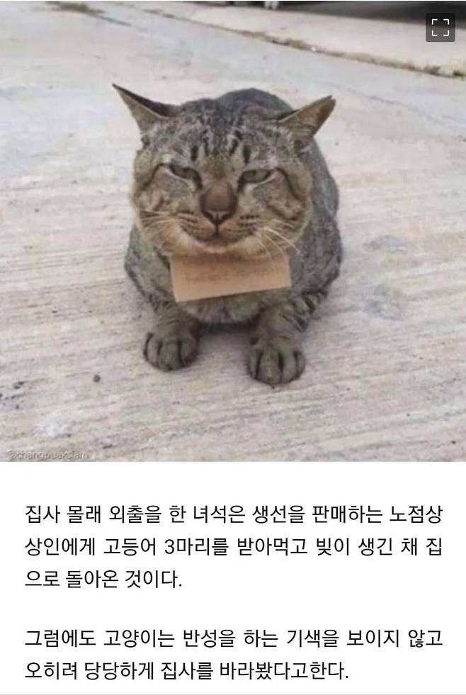 nokbeon.net-가출했다가 빚지고 돌아온 고양이-2번 이미지