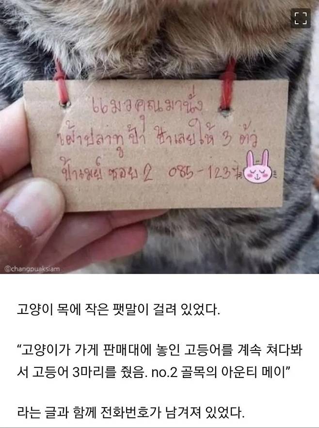 nokbeon.net-가출했다가 빚지고 돌아온 고양이-1번 이미지