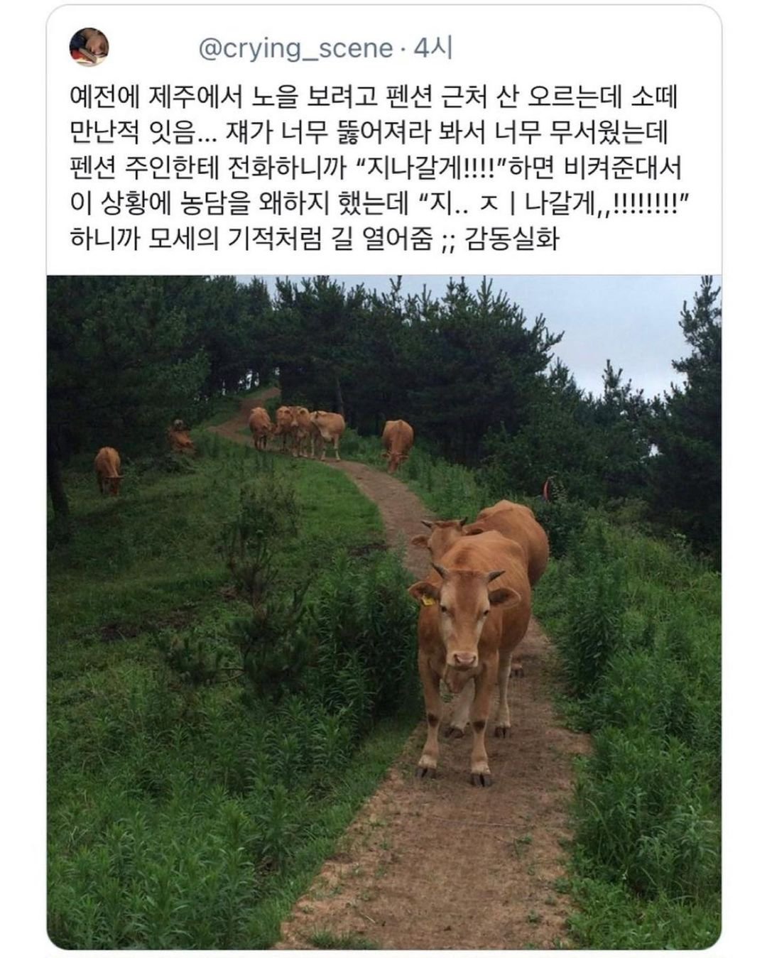 nokbeon.net-제주도에서 소떼를 만났을 때 대처하는 방법... JPG-1번 이미지