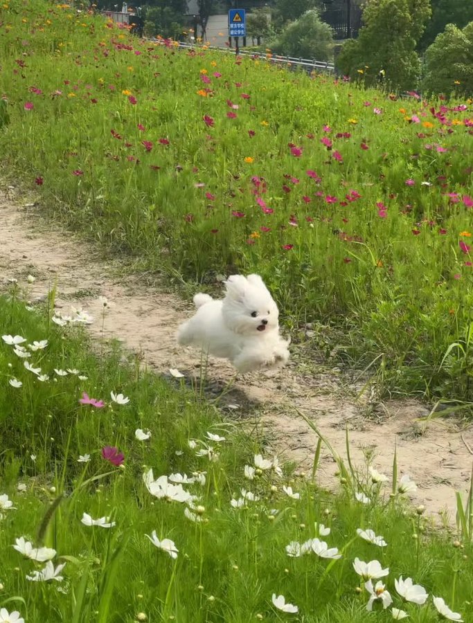 nokbeon.net-그저 이 순간이 즐겁고 가장 열심인 강아지처럼 살고 싶다-1번 이미지