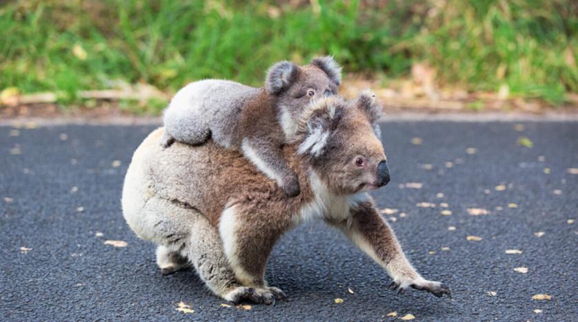 nokbeon.net-호주의 아기동물들.jpg-2번 이미지