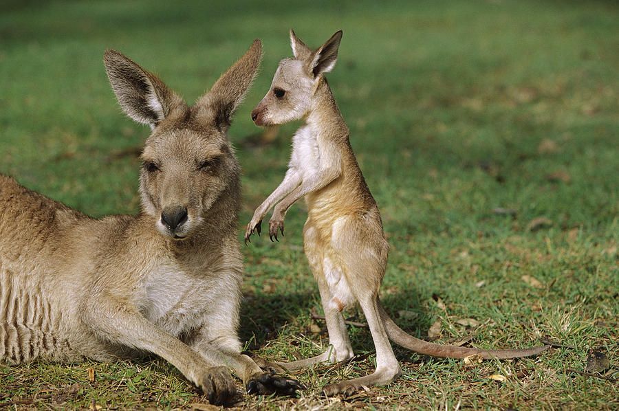nokbeon.net-호주의 아기동물들.jpg-1번 이미지
