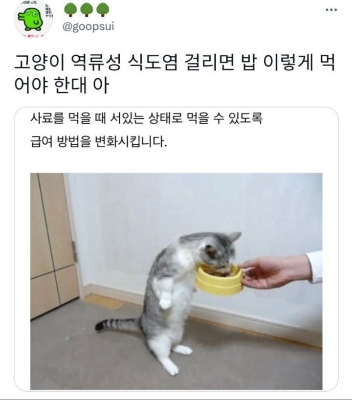 nokbeon.net-역류성 식도염 걸린 고양이 밥 먹이는 법.jpg-1번 이미지