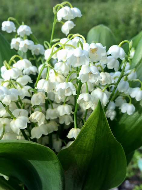 nokbeon.net-식물갤에서 올린 은방울꽃-3번 이미지