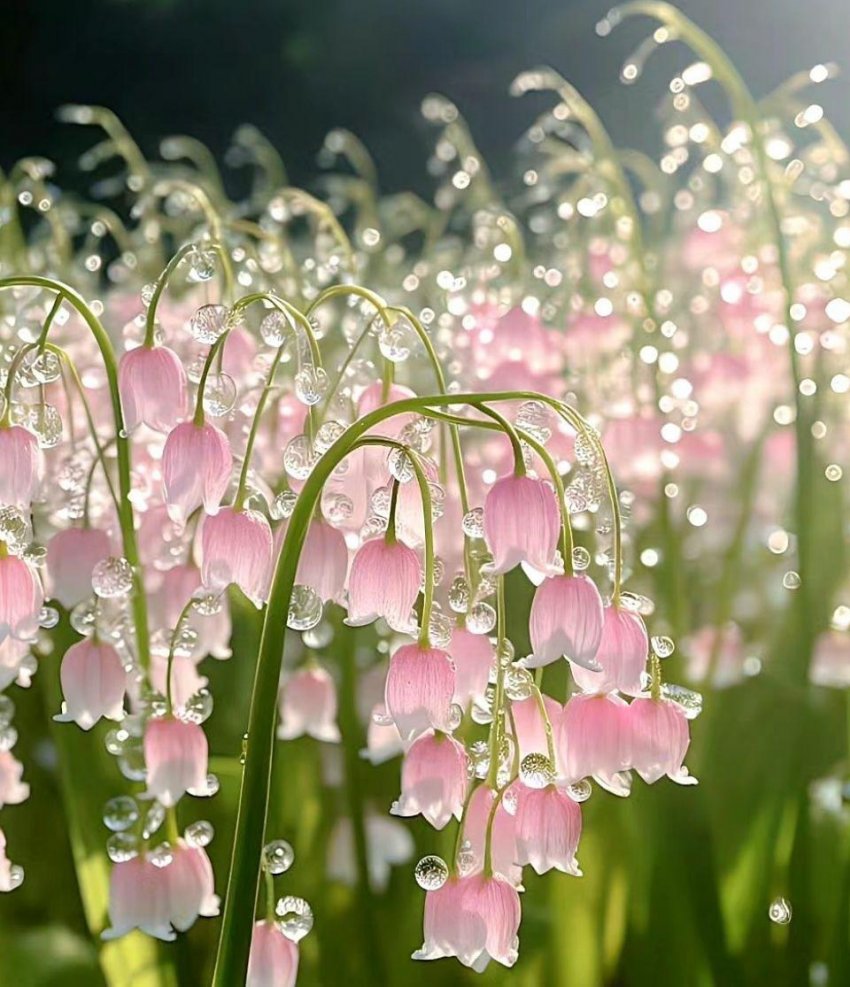 nokbeon.net-식물갤에서 올린 은방울꽃-1번 이미지