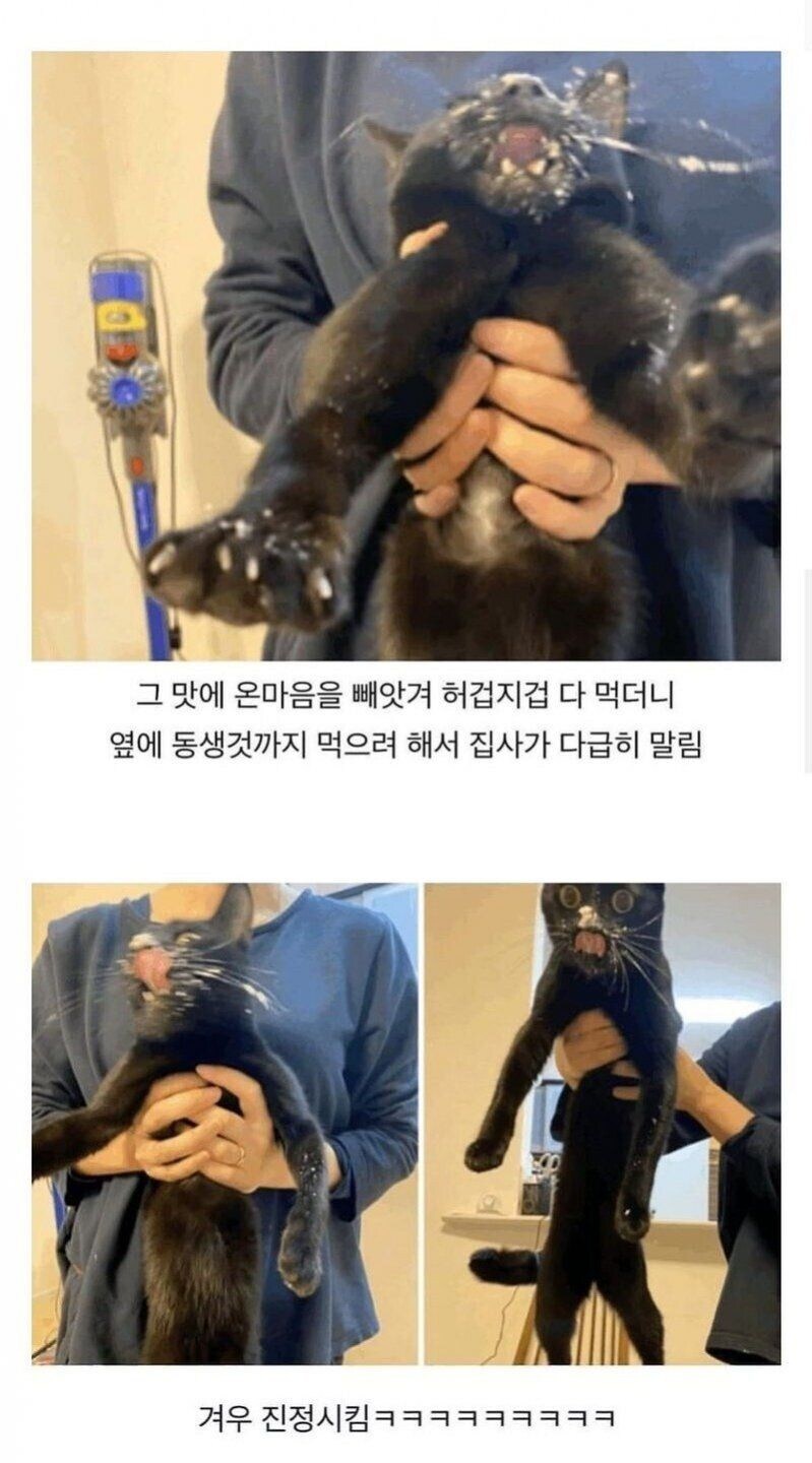 nokbeon.net-처음으로 고양이용 케이크 먹어본 고양이.jpg-3번 이미지