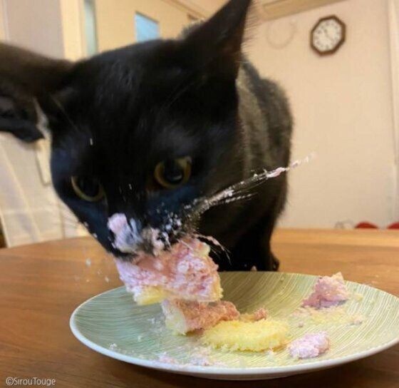 nokbeon.net-처음으로 고양이용 케이크 먹어본 고양이.jpg-2번 이미지