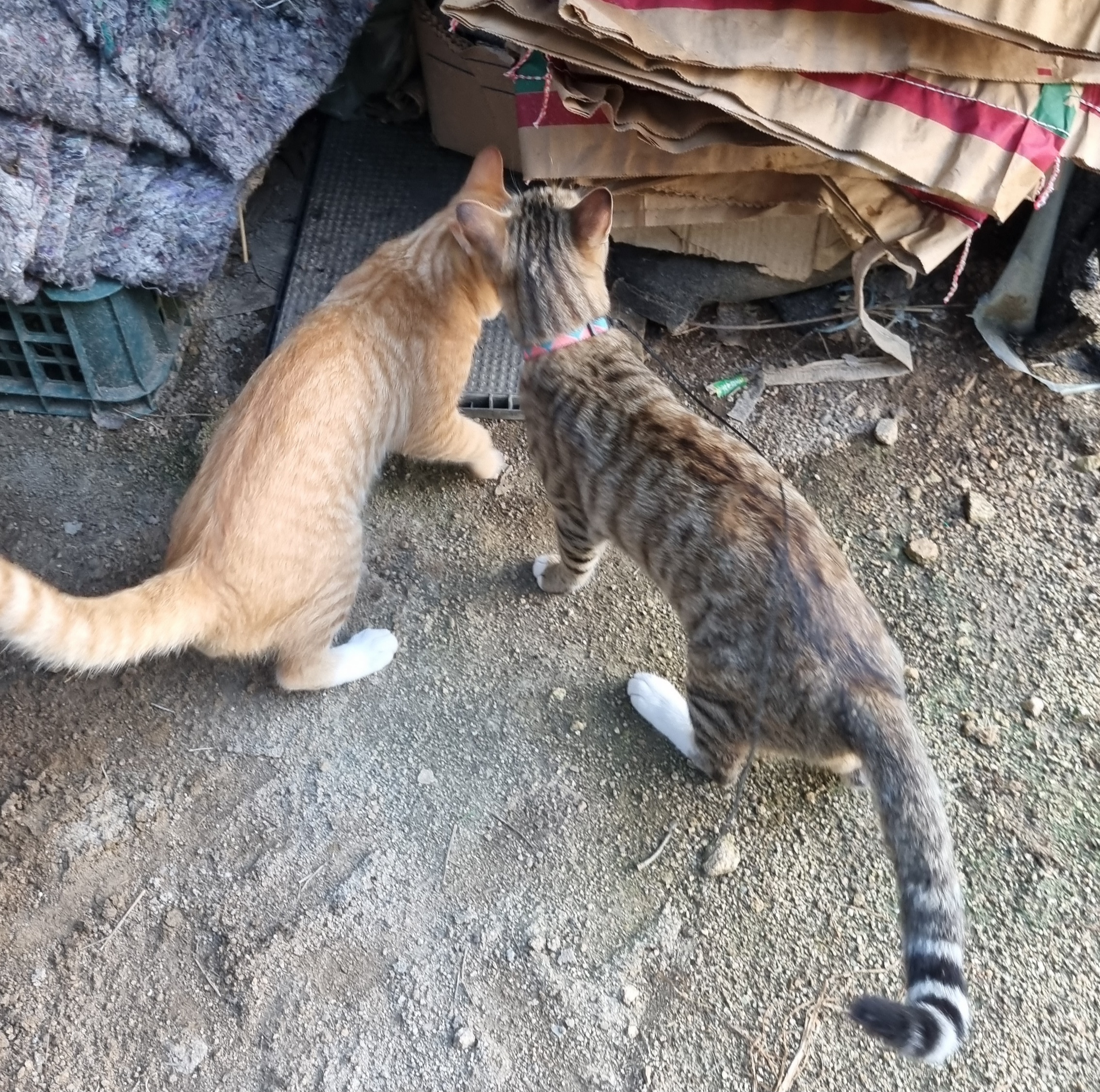 nokbeon.net-멋진보디가드 고양이  장군!-11번 이미지