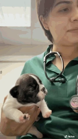 약이 너무 쓴 강아지.gif | 인스티즈