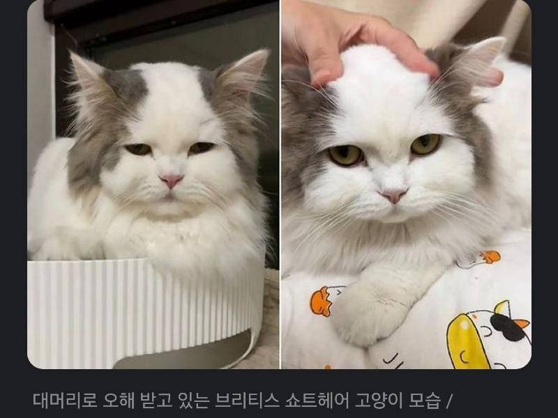 대머리로 오해받는다는 고양이.jpg-메인 썸네일 이미지