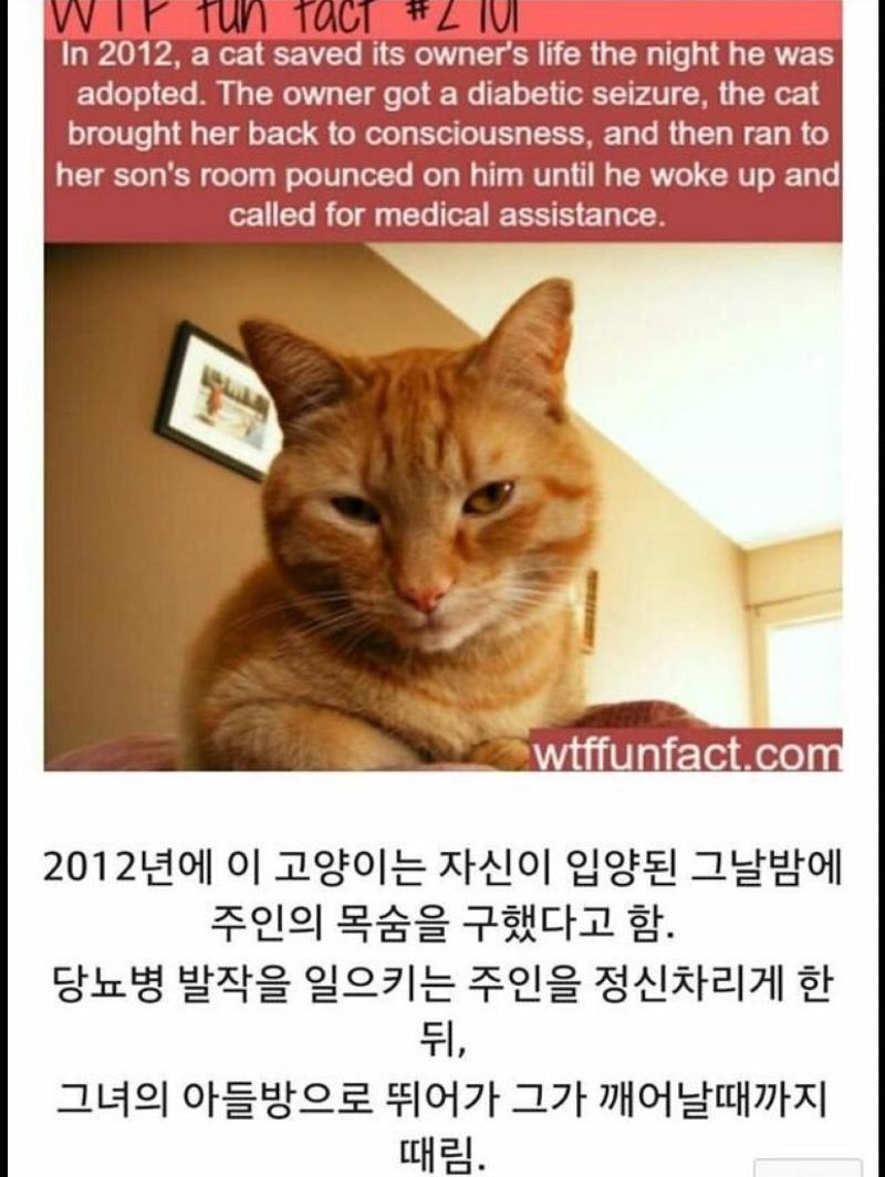 nokbeon.net-입양되자마자 주인 패고 다닌 고양이...-1번 이미지