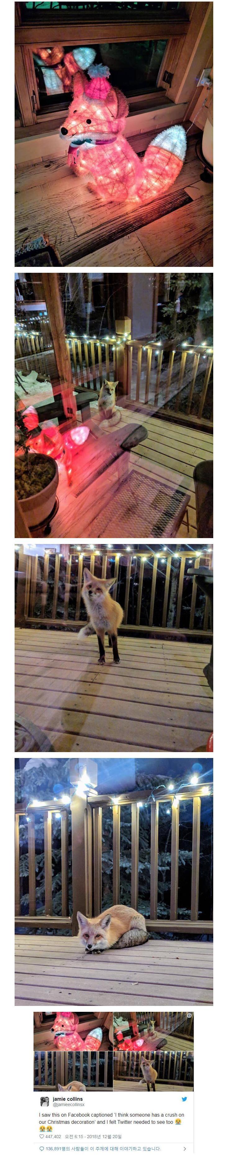 여우 조명 보고 놀러온 여우 여우 조명 보고 놀러온 여우