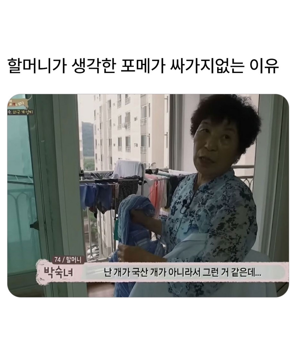 nokbeon.net-할머니가 생각하는 포메가 싸가지 없는 이유-1번 이미지