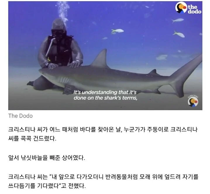 nokbeon.net-상어를 도와줬더니 주변 상어들이 몰려듬-4번 이미지