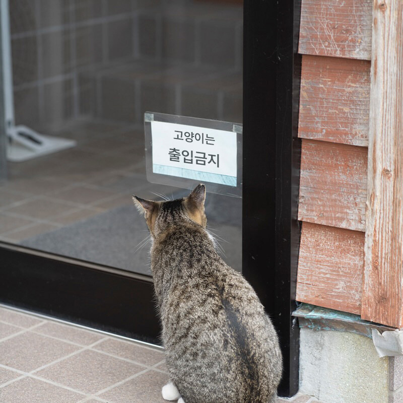 nokbeon.net-고양이 전용 안내문을 읽고있는 고양이-1번 이미지