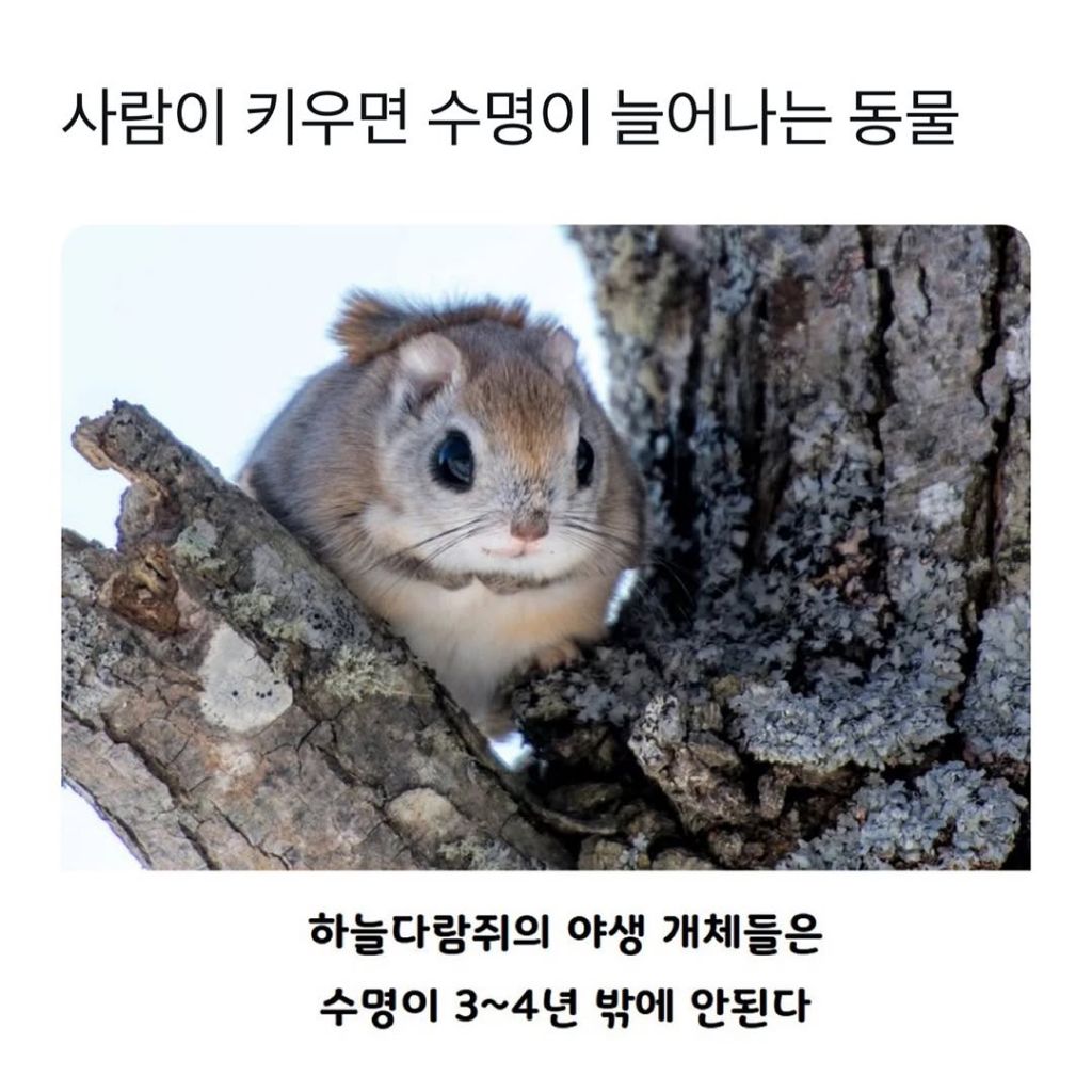 썸네일-사람이 키우면 수명이 늘어나는 동물.jpg-이미지