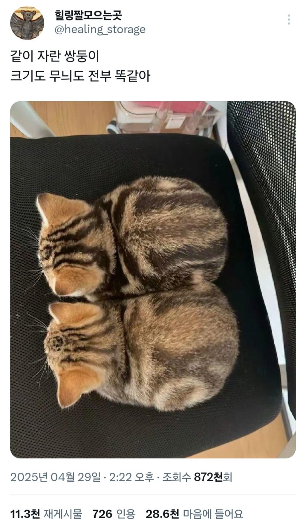 썸네일-일란성 쌍둥이 고양이.jpg-이미지