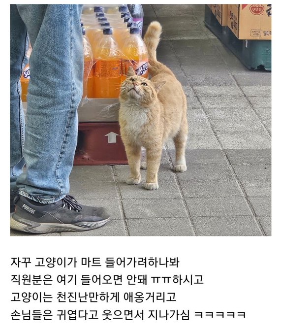 썸네일-자꾸 고양이가 마트 들어가려하나봐-이미지