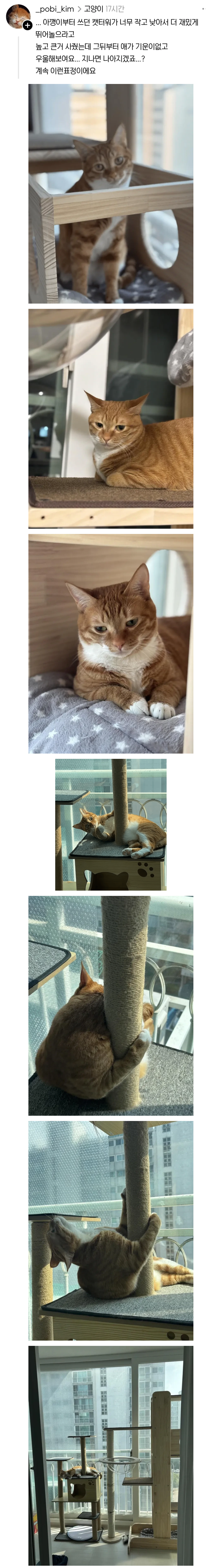 썸네일-애착 캣타워를 잃었다가 다시 찾은 냥이.jpg-이미지