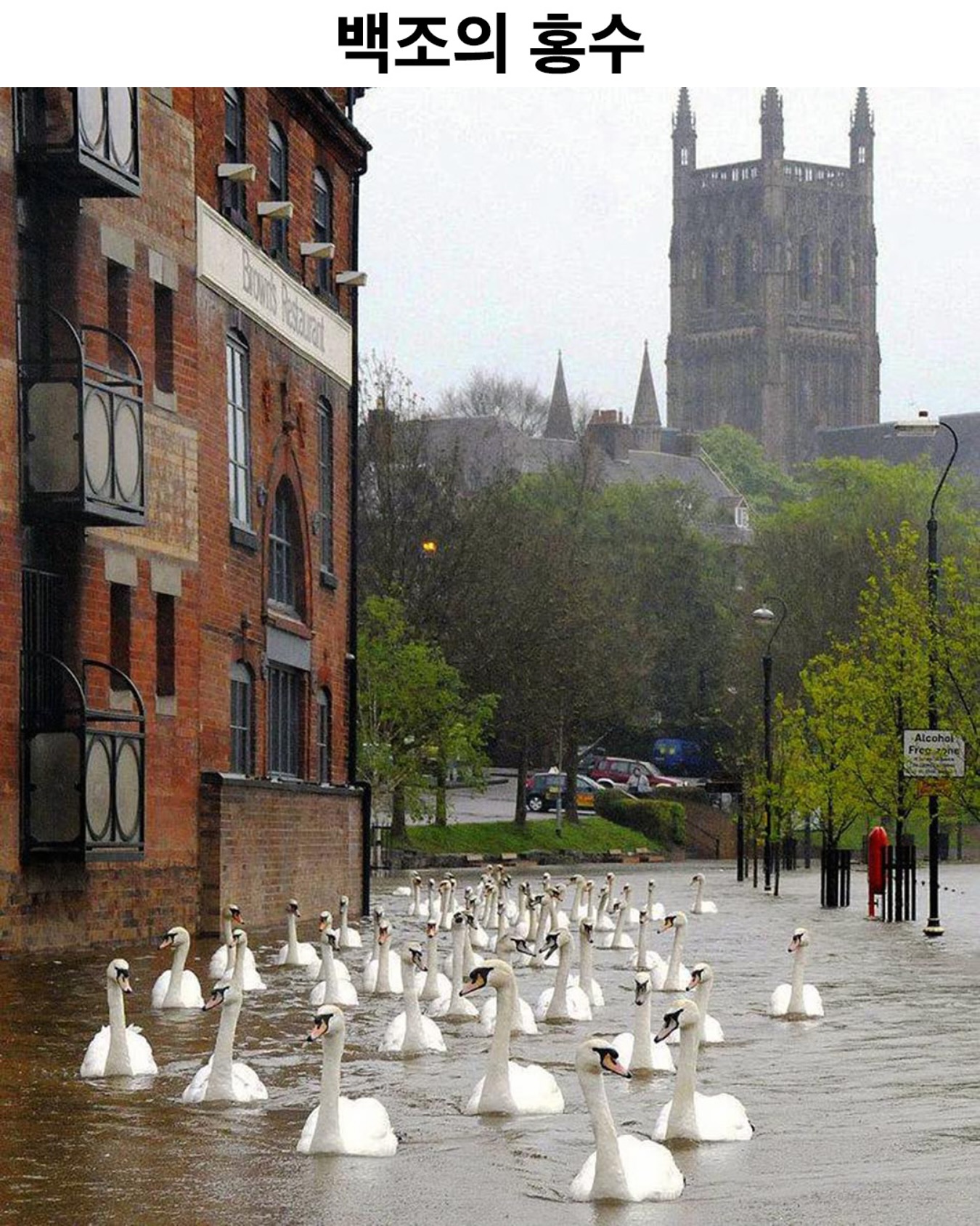 썸네일-백조의 홍수????.jpg-이미지