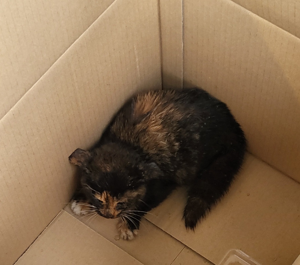 썸네일-아주 추운 겨울 지상 주차장에서 구조한 이아이는-이미지