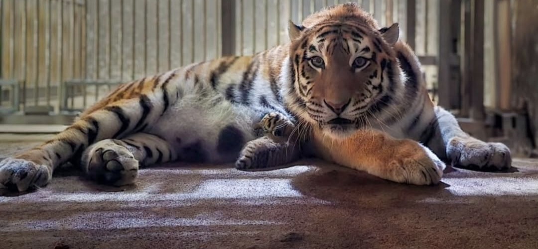 썸네일-엄마 앞발보다 작은 서울대공원 아기호랑이-이미지