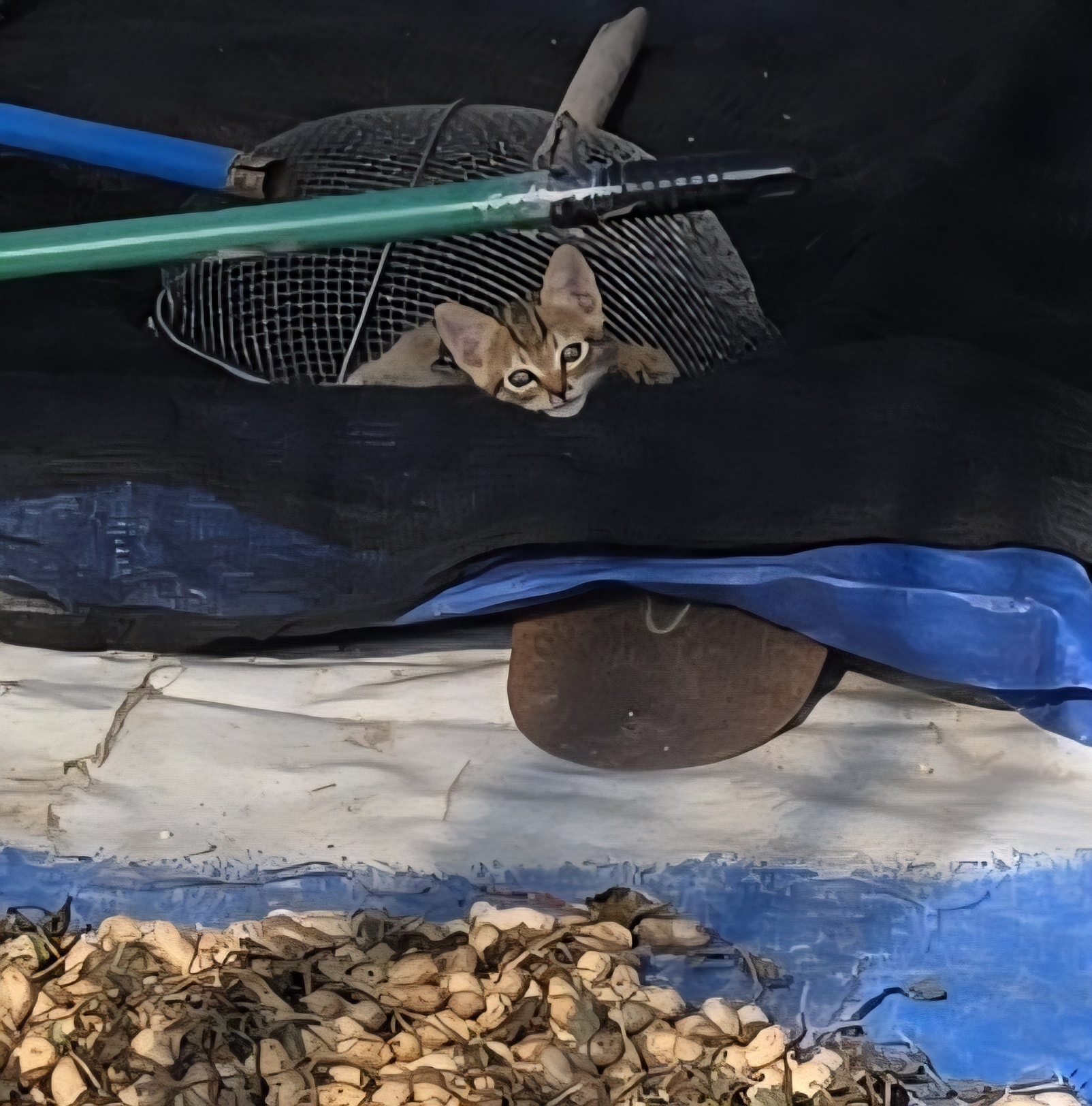 썸네일-땅콩지킴이 고양이-이미지