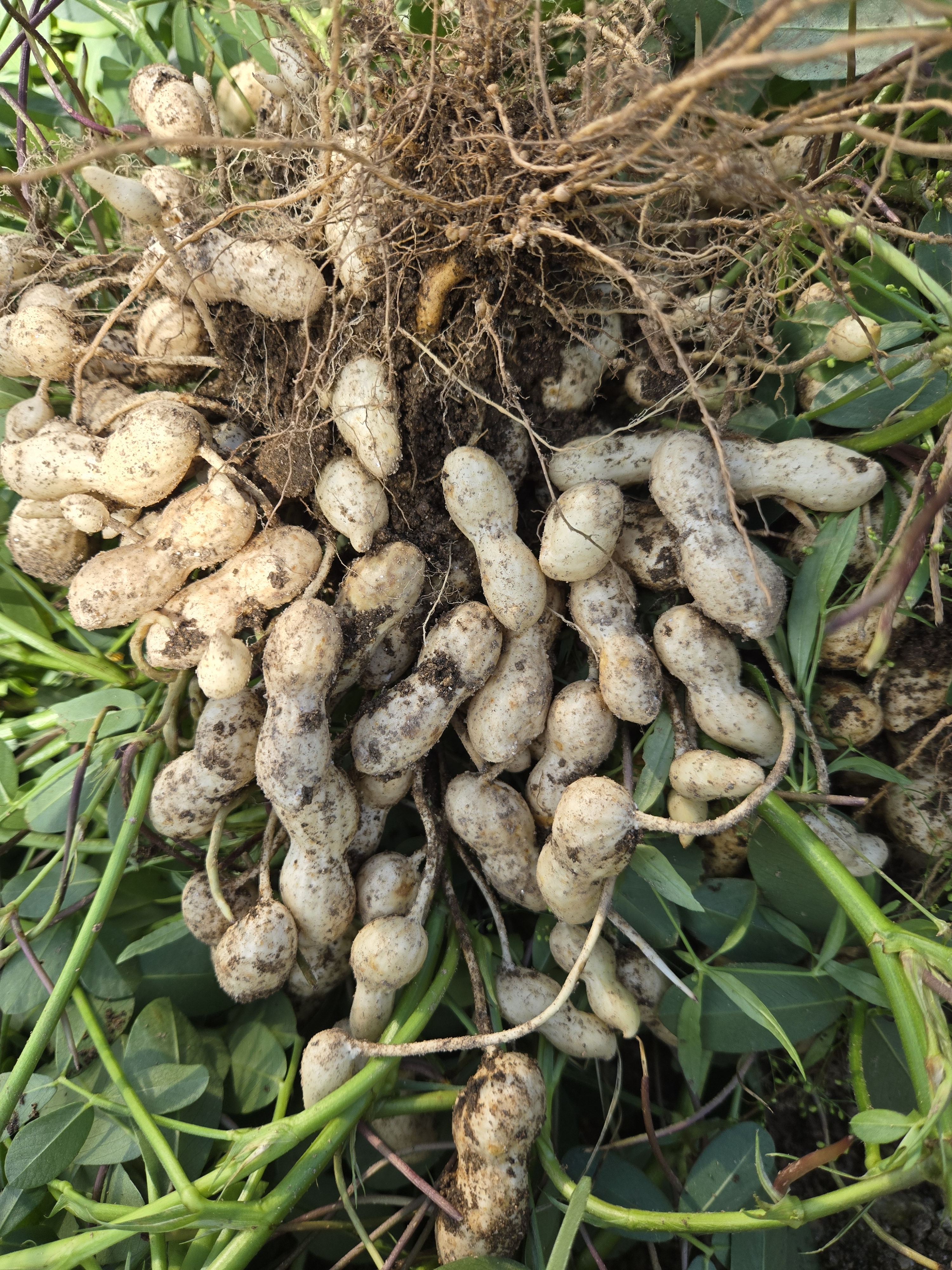 썸네일-맛있는간식 삶은땅콩-이미지