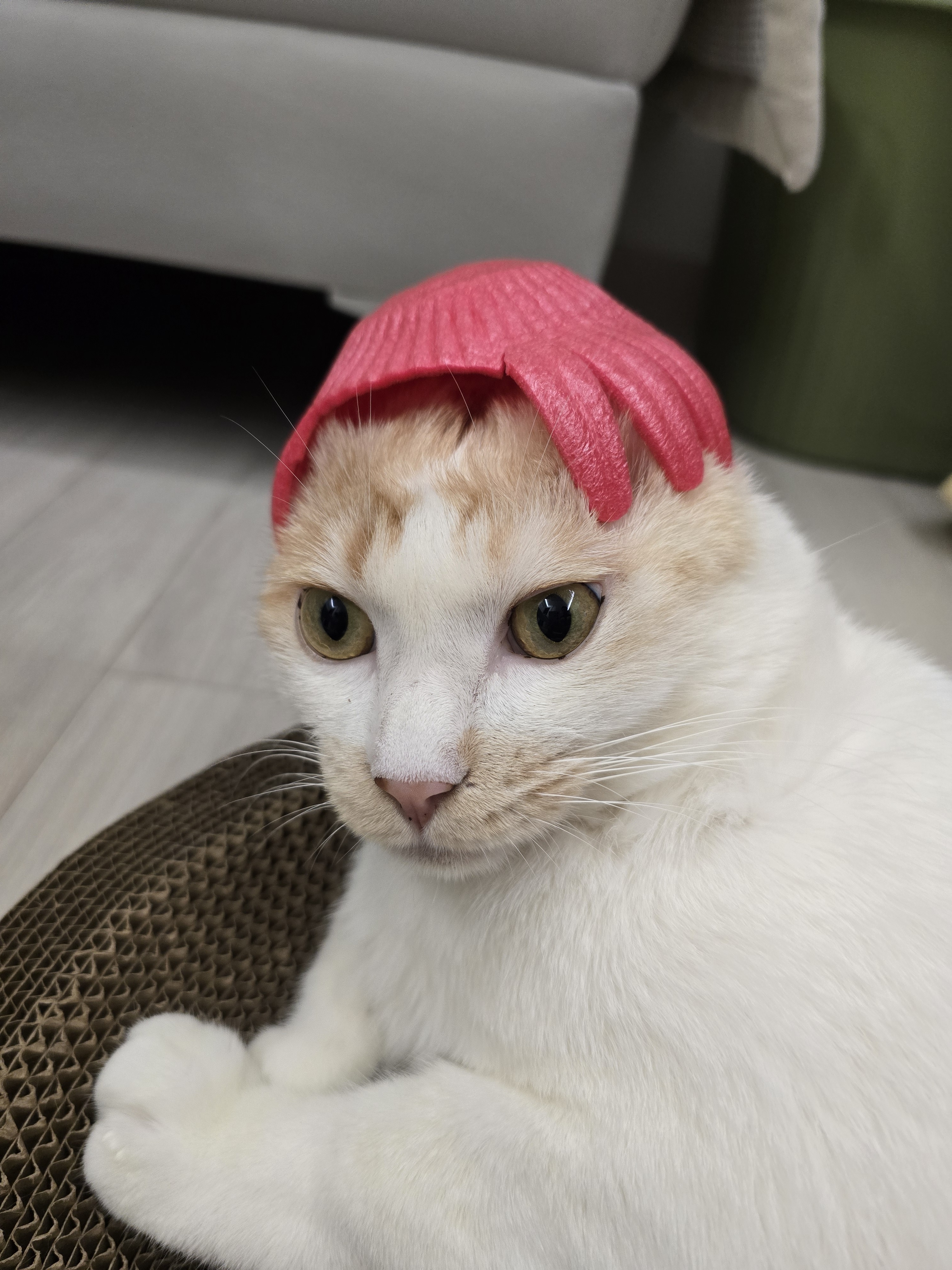 썸네일-울 노멀이 모자가 작네❤️-이미지