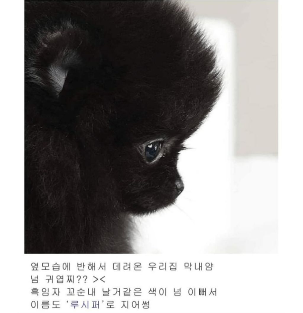 썸네일-고양이 이름을 꼭 잘 지어야하는 이유-이미지