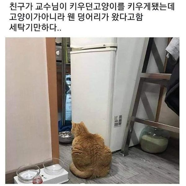 썸네일-교수님이 키우던 고양이-이미지