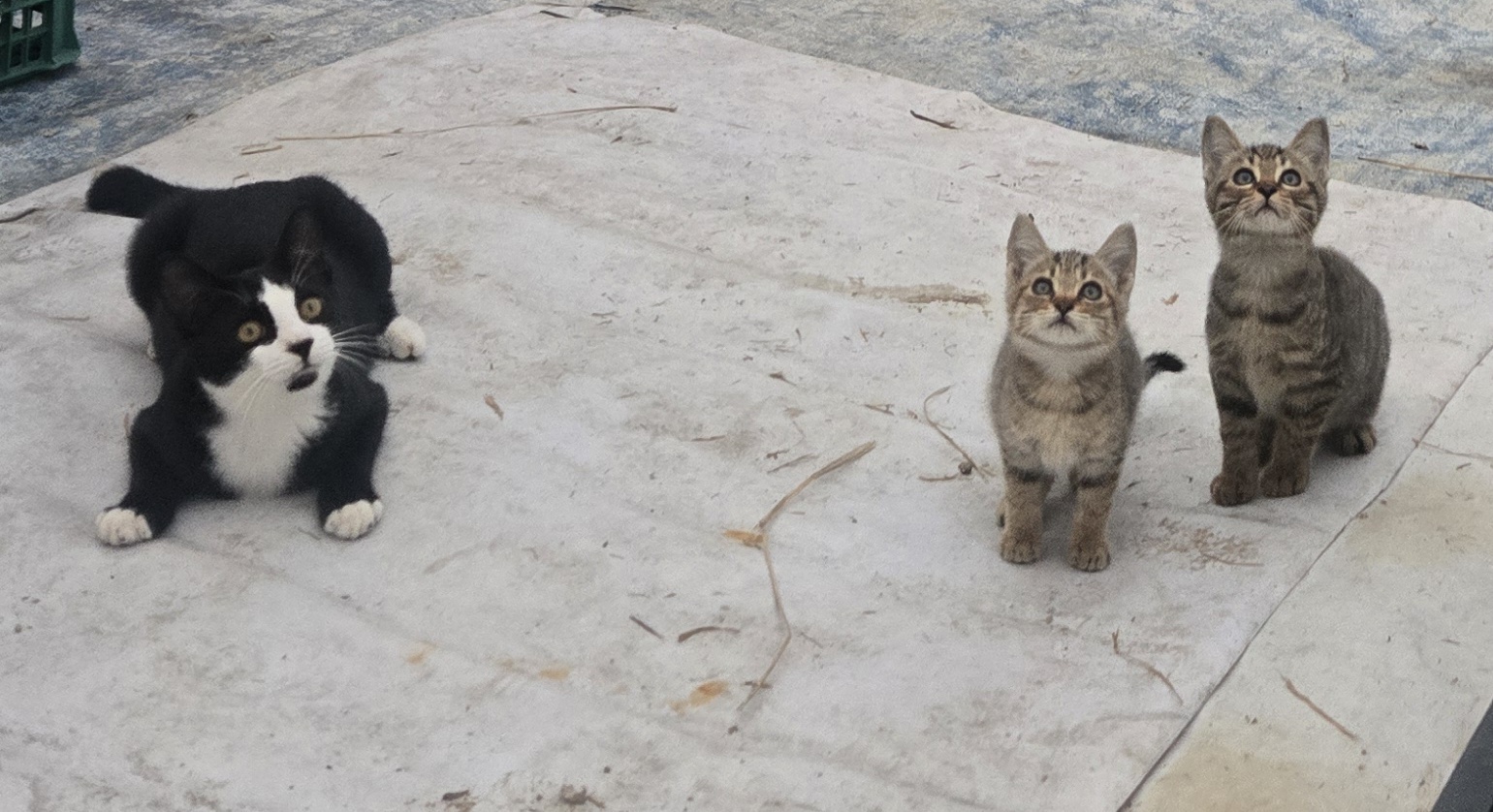 nokbeon.net-아기 고양이 산골일기-3번 이미지