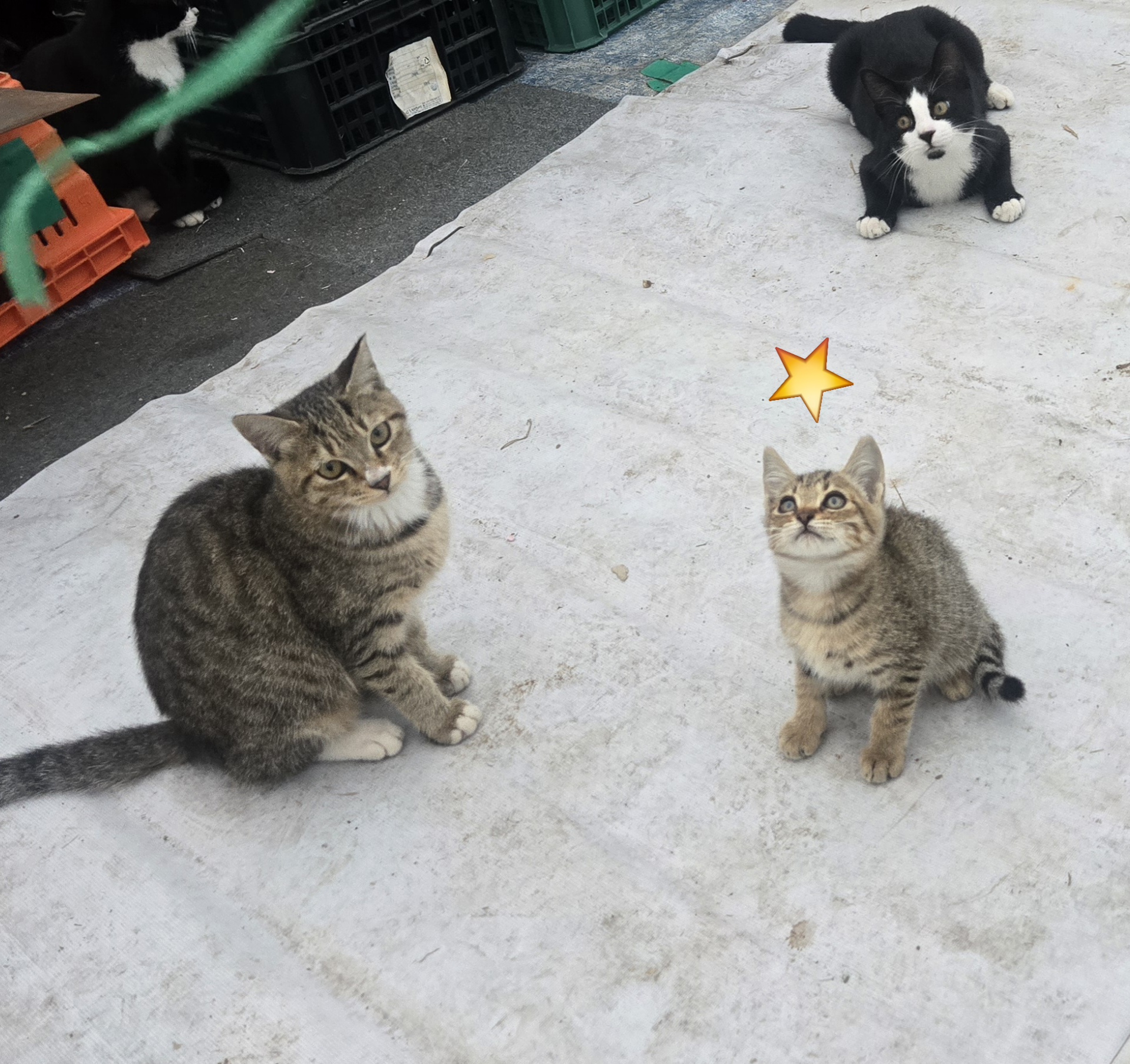 nokbeon.net-아기 고양이 산골일기-7번 이미지