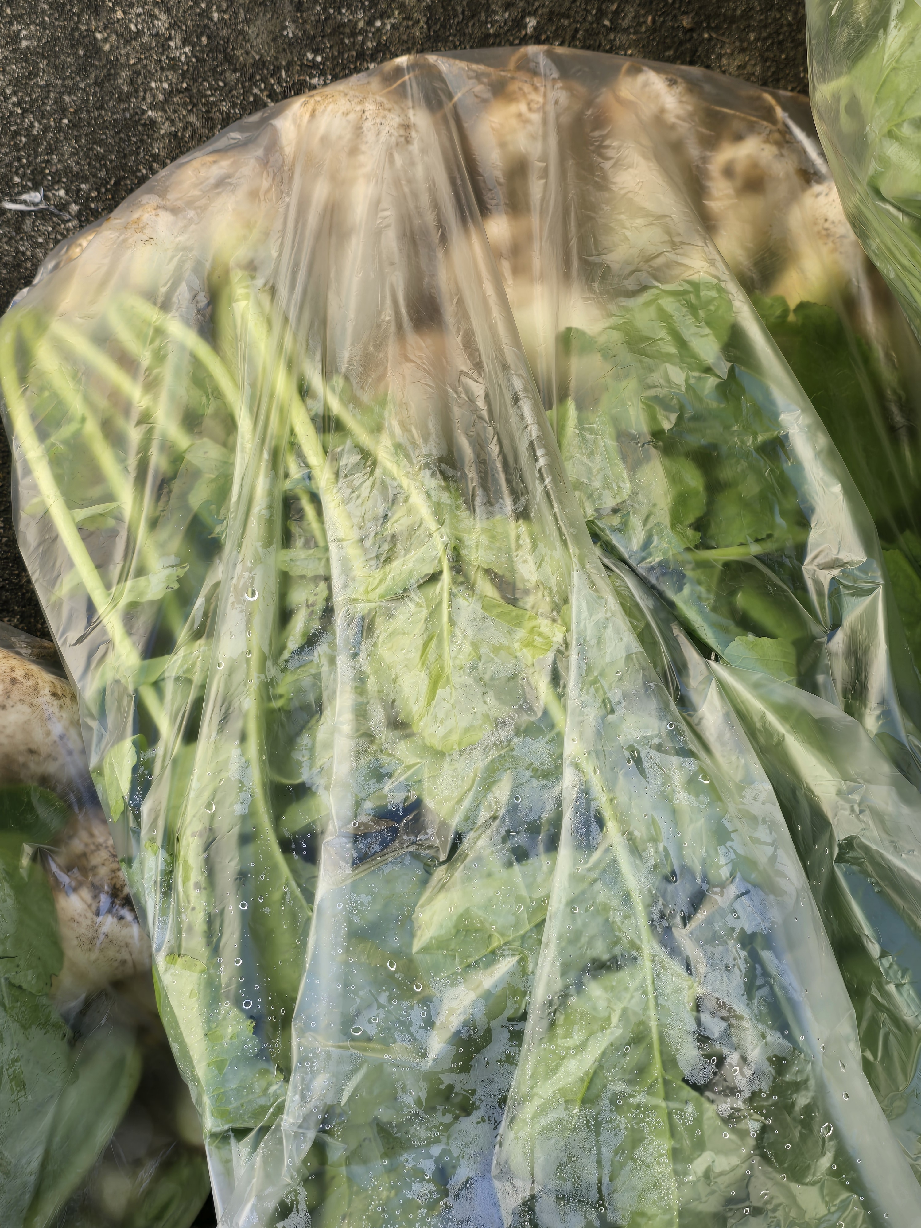 nokbeon.net-총각무&  홍갓 feat.애기 냥이들-2번 이미지