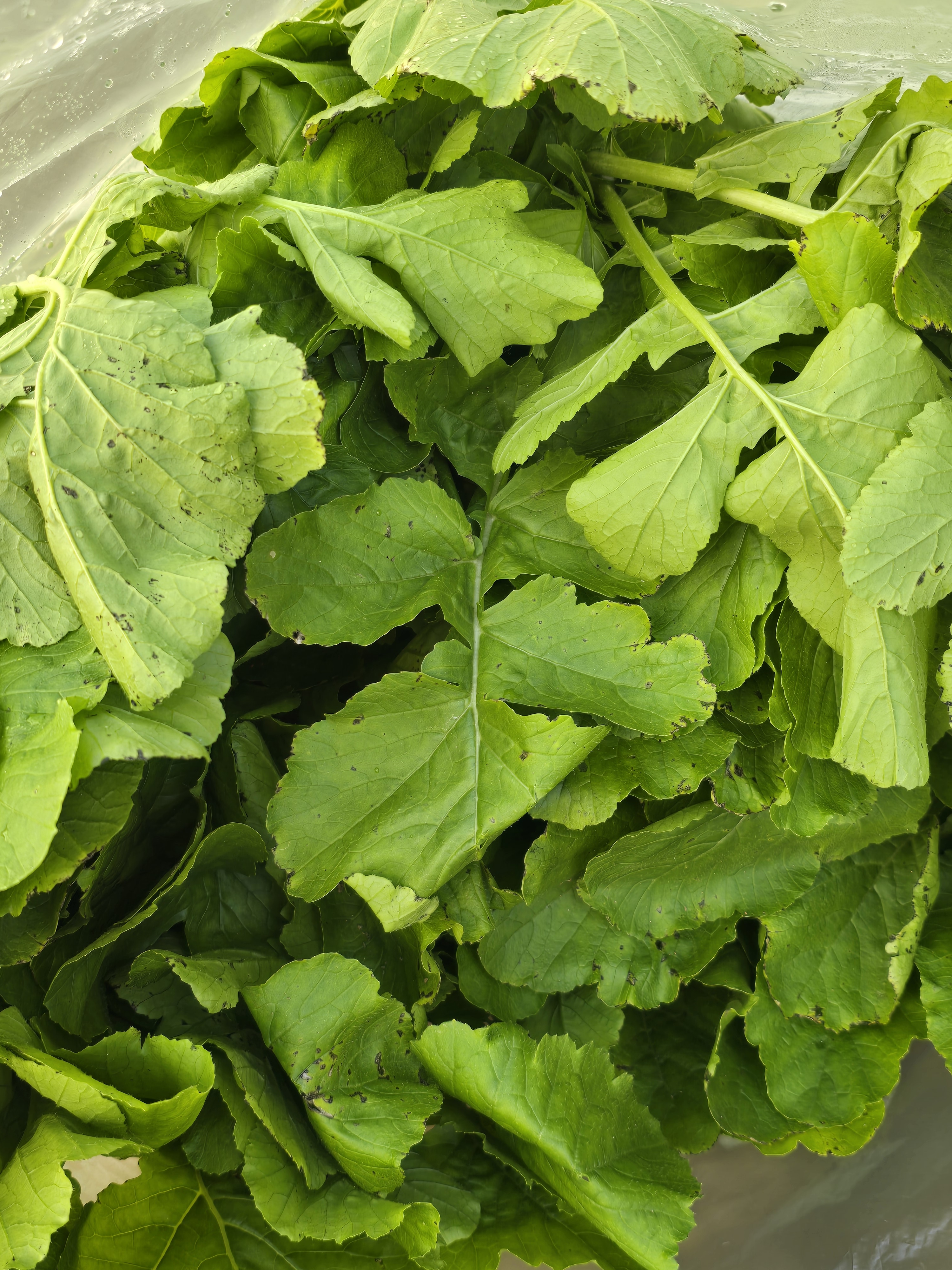 nokbeon.net-총각무&  홍갓 feat.애기 냥이들-1번 이미지