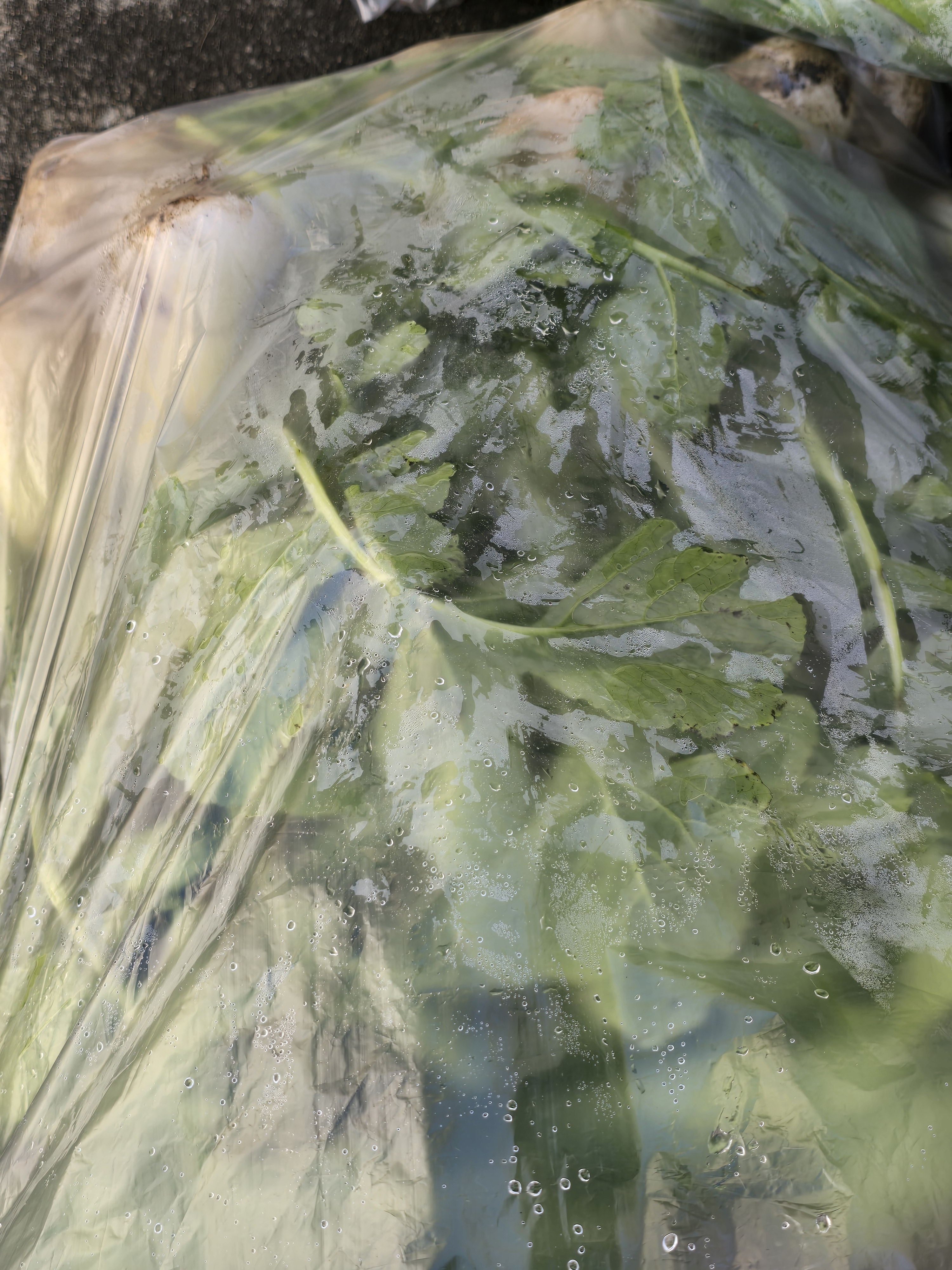 nokbeon.net-총각무&  홍갓 feat.애기 냥이들-3번 이미지