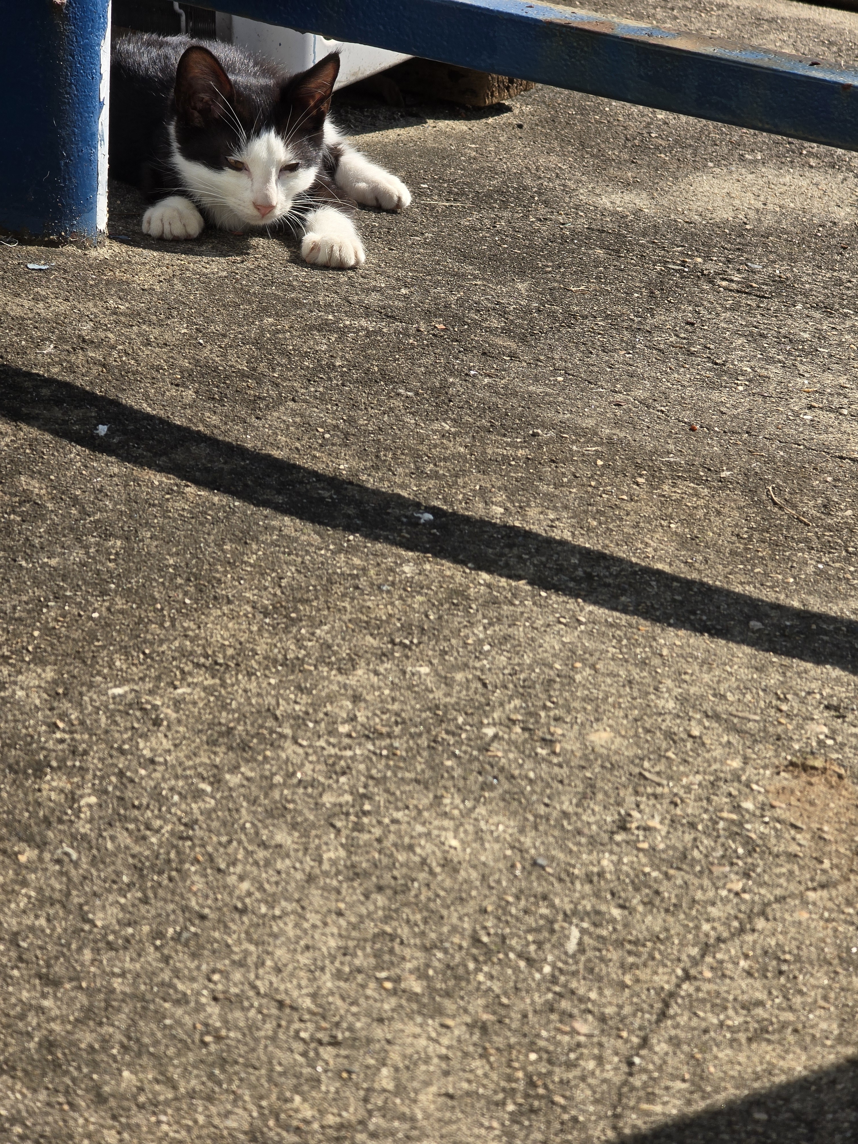 nokbeon.net-총각무&  홍갓 feat.애기 냥이들-13번 이미지