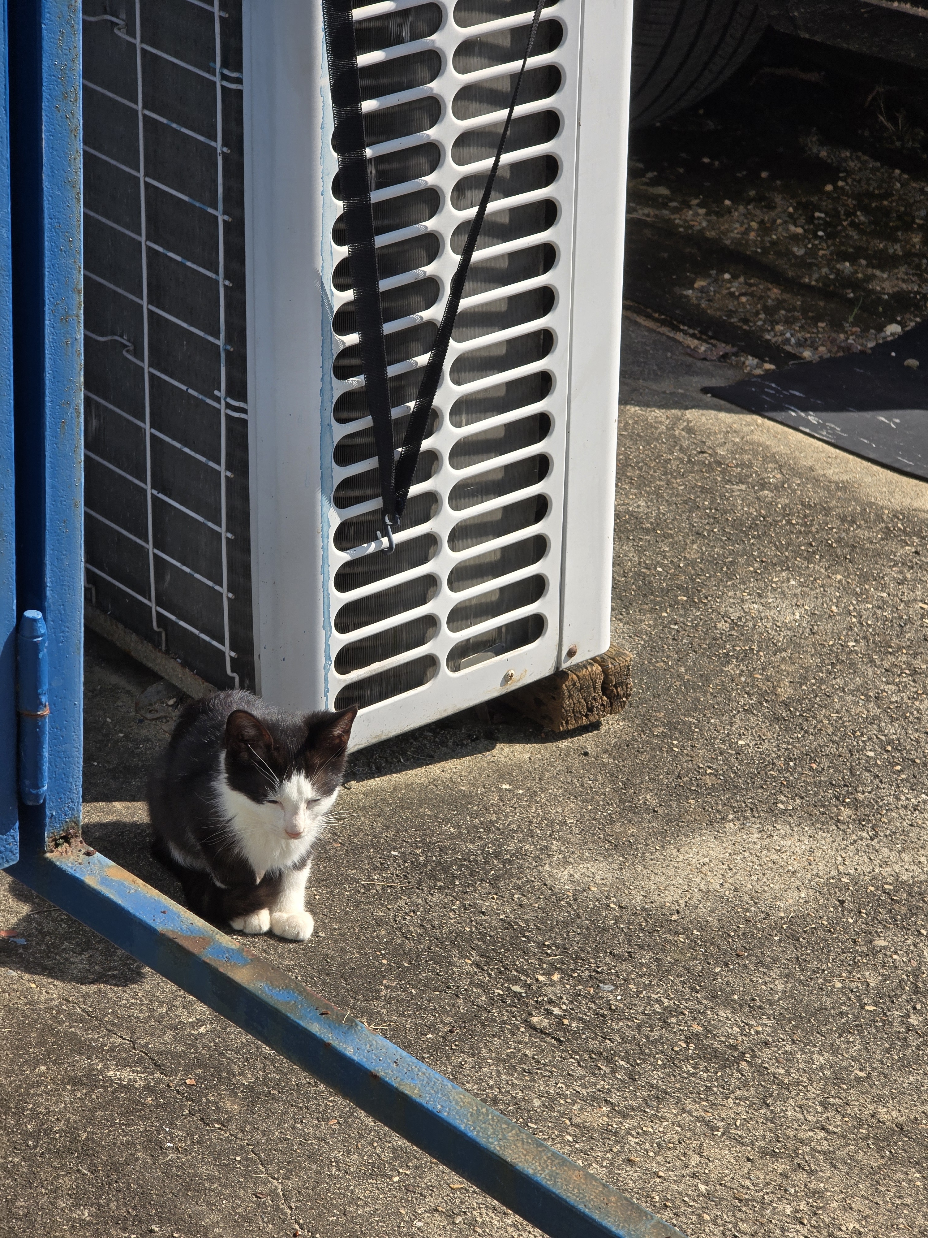 nokbeon.net-총각무&  홍갓 feat.애기 냥이들-14번 이미지