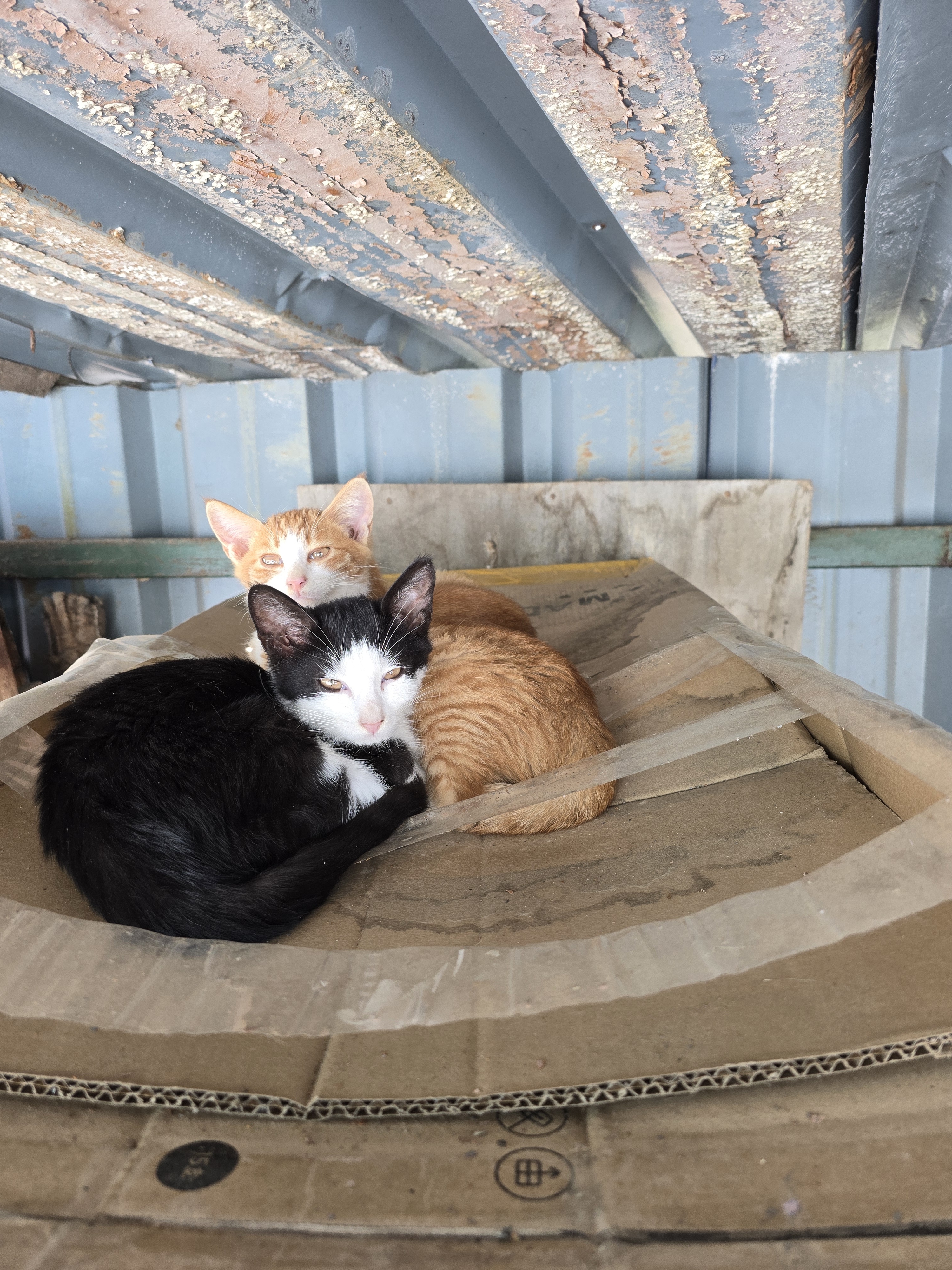 nokbeon.net-총각무&  홍갓 feat.애기 냥이들-11번 이미지