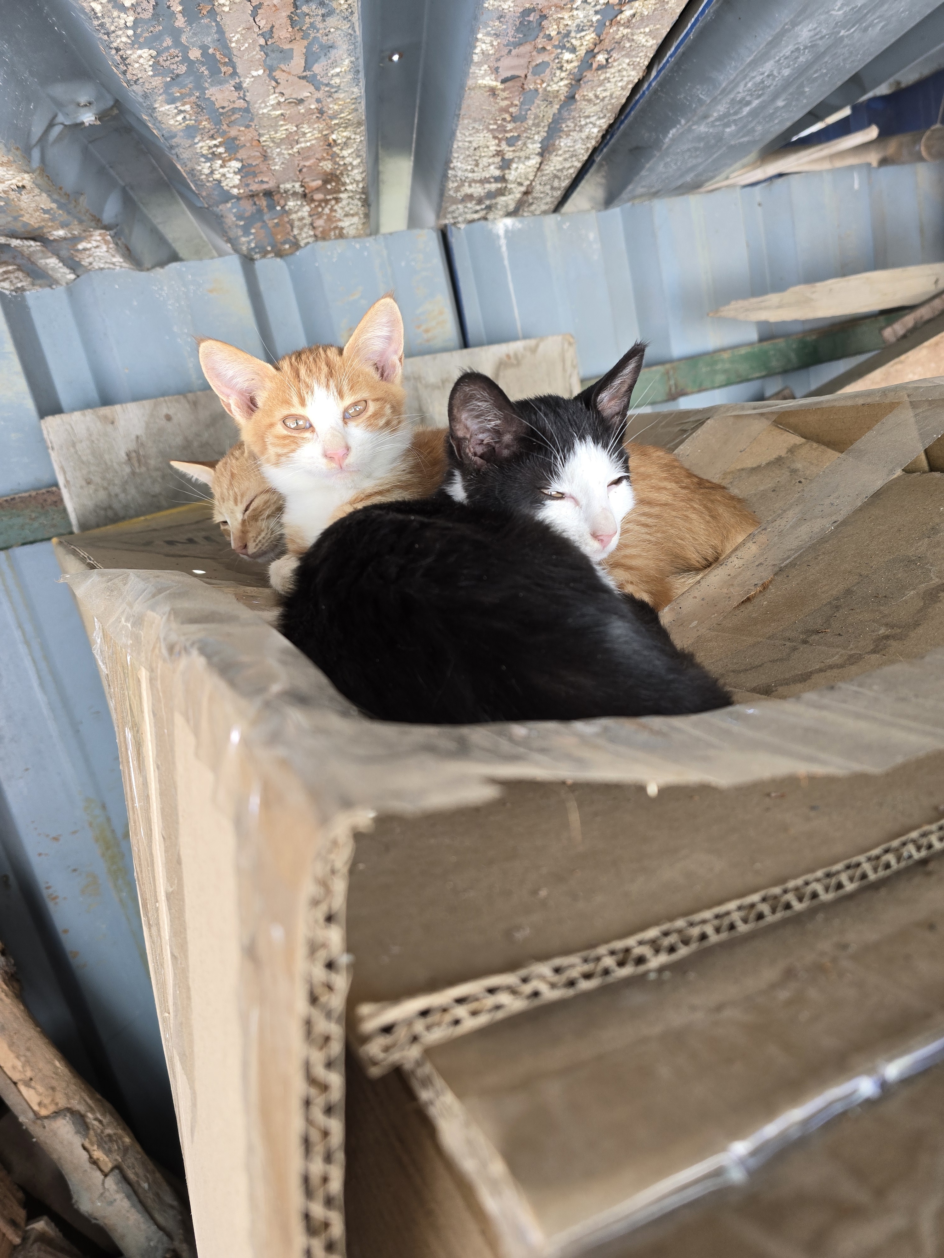 nokbeon.net-총각무&  홍갓 feat.애기 냥이들-9번 이미지