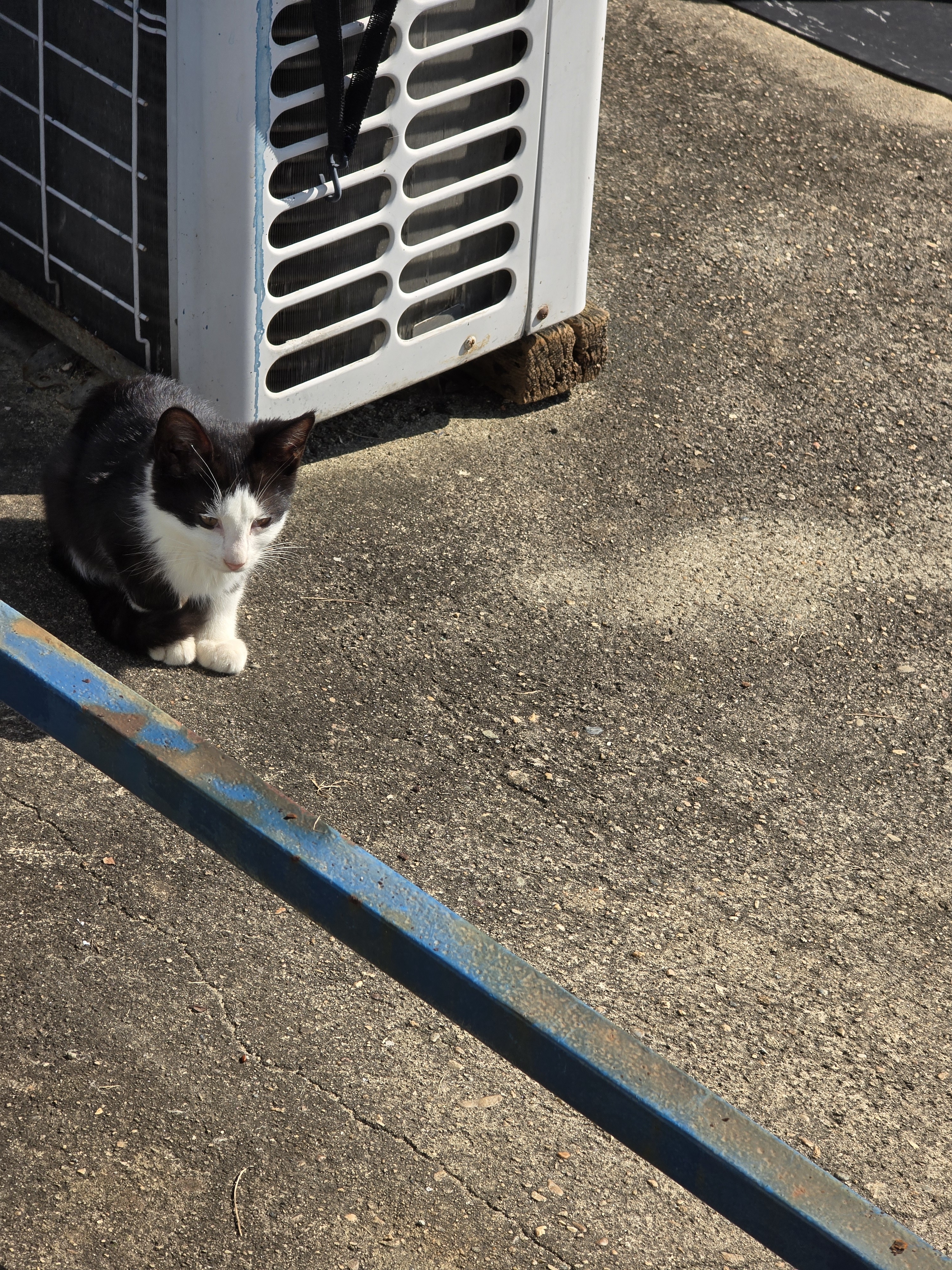 nokbeon.net-총각무&  홍갓 feat.애기 냥이들-15번 이미지