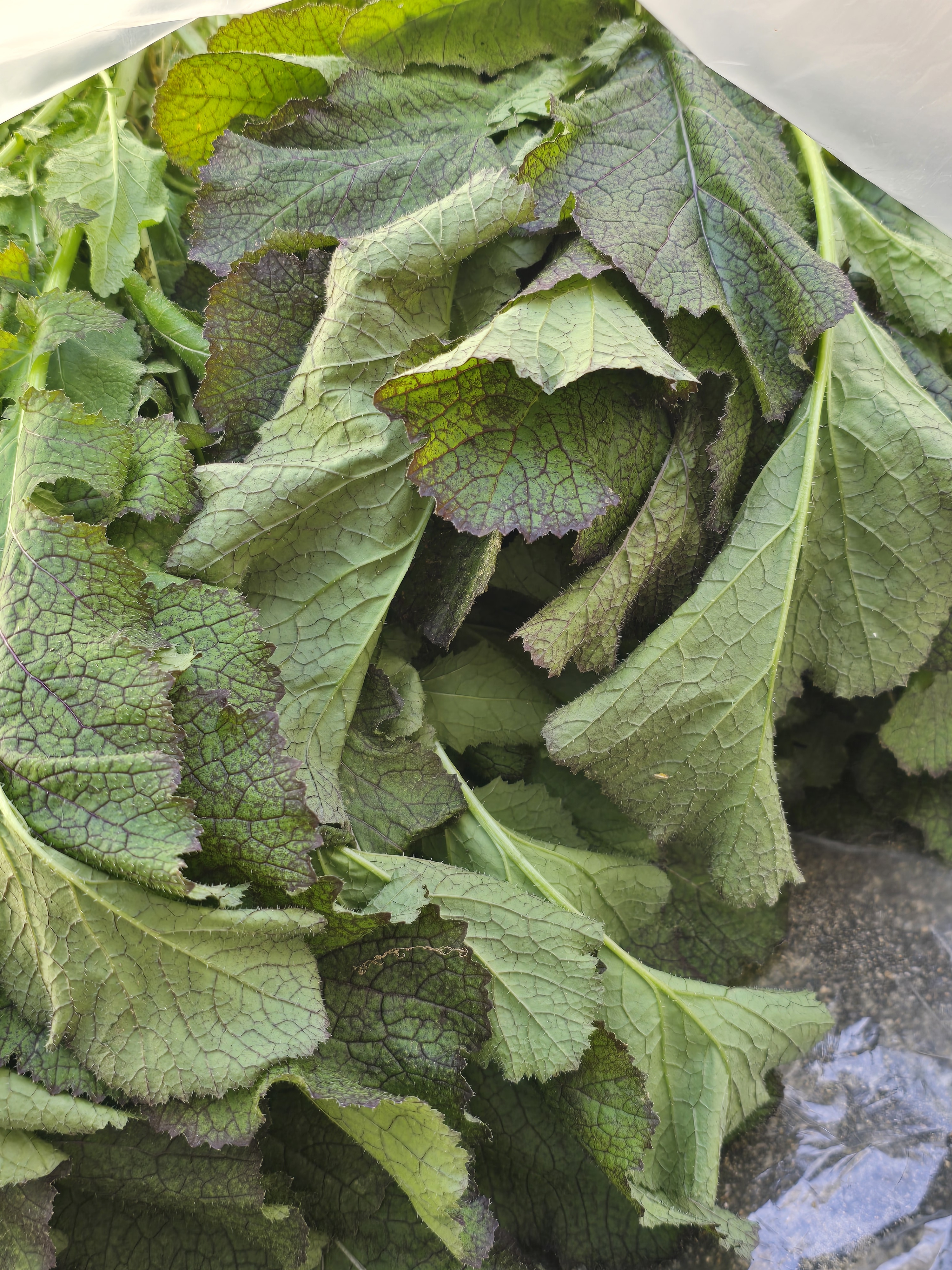 nokbeon.net-총각무&  홍갓 feat.애기 냥이들-5번 이미지